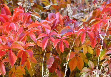 Vahşi veya genç üzümlerin çok renkli yaprakları (Latince. Partenosissus) sonbahar parkında 