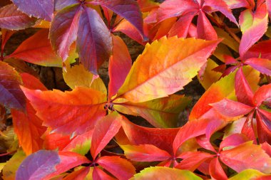 Vahşi veya genç üzümlerin çok renkli yaprakları (Latince. Partenosissus) sonbahar parkında 