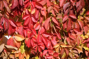 Vahşi veya genç üzümlerin çok renkli yaprakları (Latince. Partenosissus) sonbahar parkında 