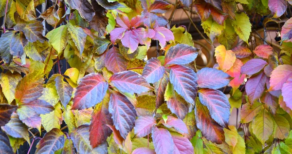 Feuilles Multicolores Raisins Sauvages Vierges Latin Parthenocissus Dans Parc Automne — Photo