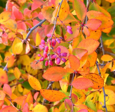 Böğürtlen (Latince. Berberis) Sonbahar bahçesinde 