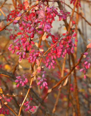 Böğürtlen (Latince. Berberis) Sonbahar bahçesinde 