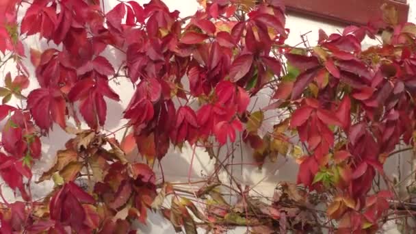 Veelkleurige Bladeren Van Wilde Jonge Druiven Latijn Parthenocissus Het Najaarspark — Stockvideo
