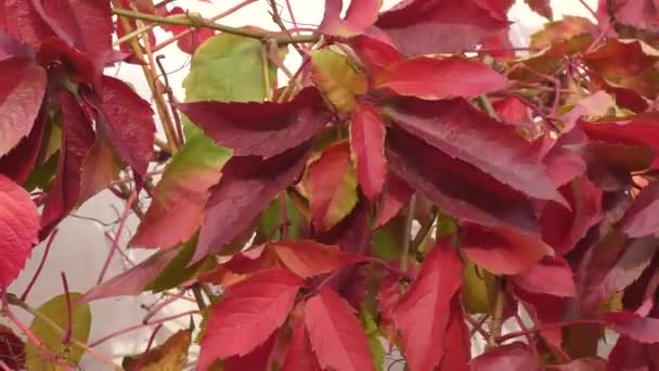 Folhas Multicoloridas Uvas Silvestres Donzelas Latim Parthenocissus Parque Outono — Vídeo de Stock