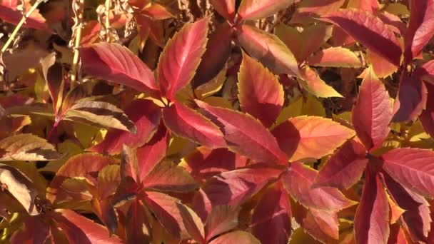 Folhas Multicoloridas Uvas Silvestres Donzelas Latim Parthenocissus Parque Outono — Vídeo de Stock