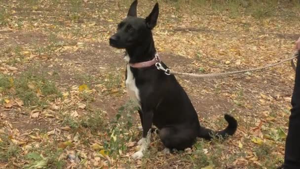 Cão Cor Preta Branca Passeio Dia Outono — Vídeo de Stock