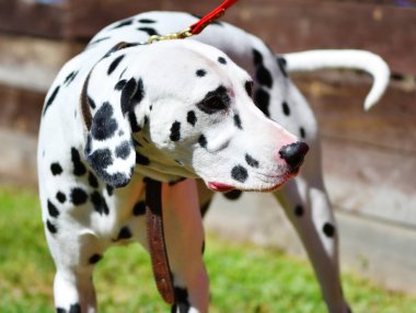 Dalmaçyalı ya da yaz günü yürüyüşe çıkan Dalmaçyalı bir köpek. 