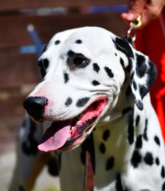 Dalmaçyalı ya da yaz günü yürüyüşe çıkan Dalmaçyalı bir köpek. 