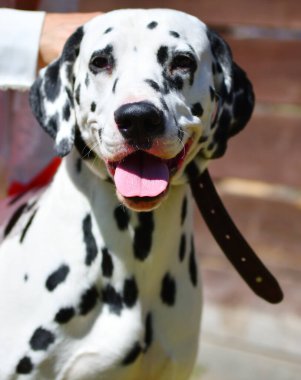 Dalmaçyalı ya da yaz günü yürüyüşe çıkan Dalmaçyalı bir köpek. 