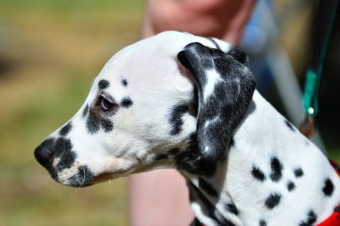 Dalmaçyalı ya da yaz günü yürüyüşe çıkan Dalmaçyalı bir köpek. 