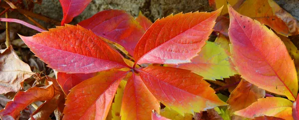 Разноцветные Листья Дикого Девичьего Винограда Латынь Parthenocissus Осеннем Парке — стоковое фото