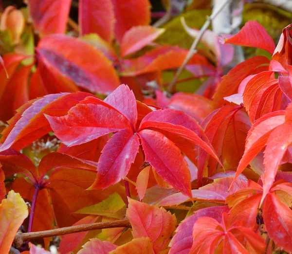 Multicolored Leaves Wild Maiden Grapes Latin Parthenocissus Autumn Park — Stock Photo, Image