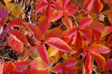 Vahşi veya genç üzümlerin çok renkli yaprakları (Latince. Partenosissus) sonbahar parkında 