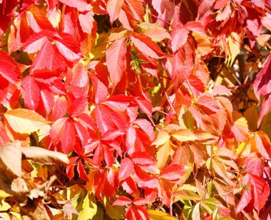 Vahşi veya genç üzümlerin çok renkli yaprakları (Latince. Partenosissus) sonbahar parkında 