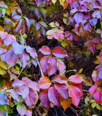 Vahşi veya genç üzümlerin çok renkli yaprakları (Latince. Partenosissus) sonbahar parkında 