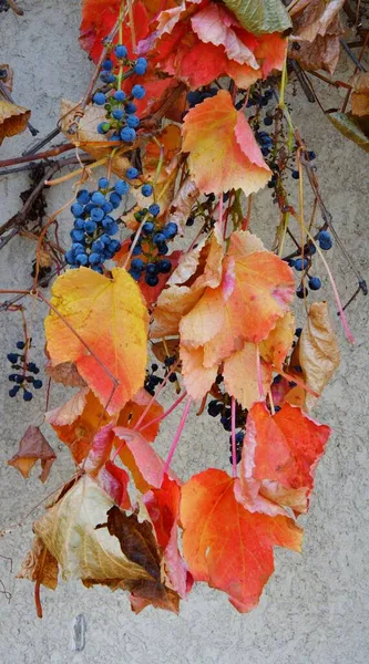 Hojas Multicolores Uvas Silvestres Doncellas Latín Partenociso Parque Otoño — Foto de Stock