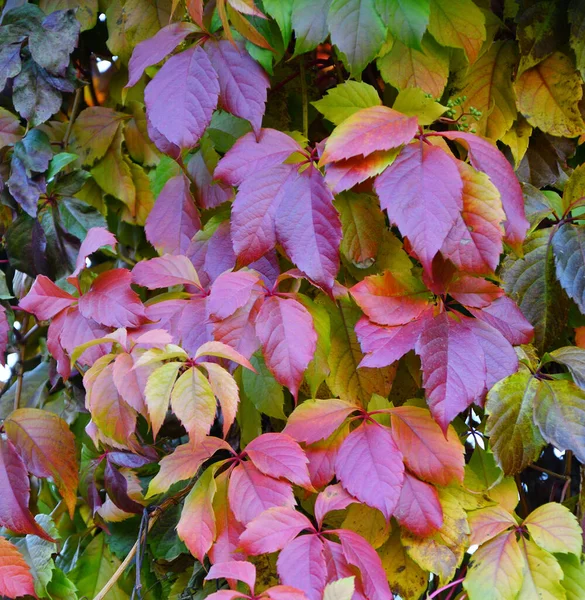 Veelkleurige Bladeren Van Wilde Jonge Druiven Latijn Parthenocissus Het Najaarspark — Stockfoto