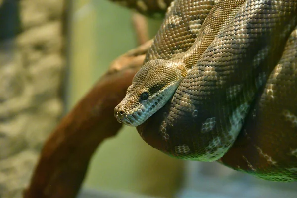 Bradley Rhombic Python Morelia Bredli Вид Ромбічного Пітона Родині Pythonidae — стокове фото
