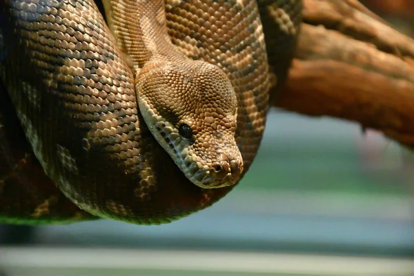 Bradley Rhombic Python Latín Morelia Bredli Una Especie Pitón Rómbico — Foto de Stock