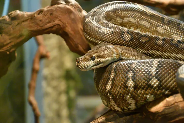 Bradley Rhombic Python Latín Morelia Bredli Una Especie Pitón Rómbico — Foto de Stock