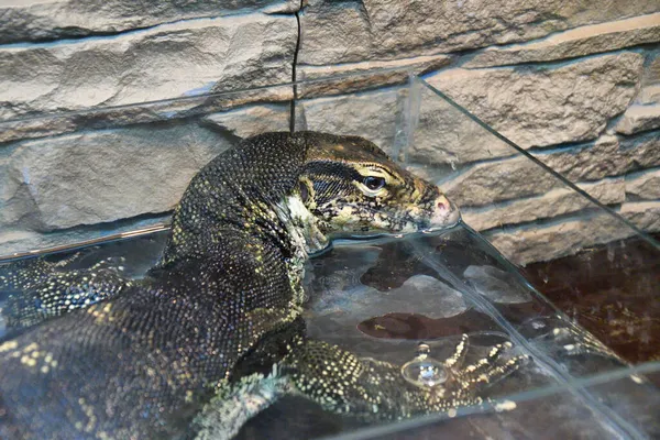 Lagarto Monitor Listrado Lagarto Monitor Água Kabaragoya Latim Varanus Salvator — Fotografia de Stock