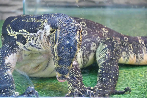 Jaszczurka Monitor Paskowany Lub Jaszczurka Monitor Wody Kabaragoya Łacina Varanus — Zdjęcie stockowe