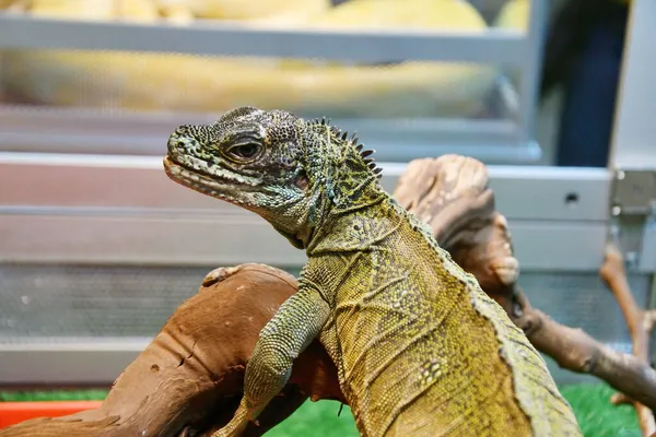 Jaszczurka Żaglowa Łacina Hydrosaurus Terrarium Rodzaj Jaszczurek Rodziny Agamaceae — Zdjęcie stockowe