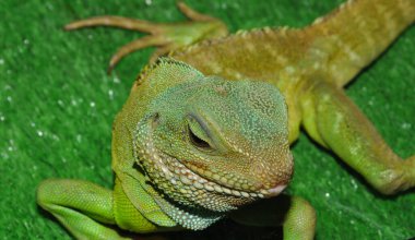 Bir teraryumda su agaması ya da Doğu su kertenkelesi (Latin Physignathus cocincinus). 