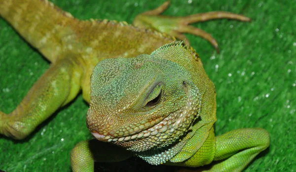 Vodní Agama Nebo Východní Vodní Ještěrka Latin Physignathus Cocincinus Teráriu — Stock fotografie