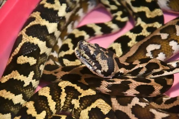 ไพธอนพรมของ Cheyney Morelia Spilota Cheynei ในพ — ภาพถ่ายสต็อก