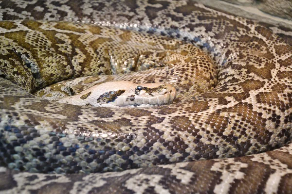 Tiger Python Latin Python Molurus Uma Grande Serpente Não Venenosa — Fotografia de Stock