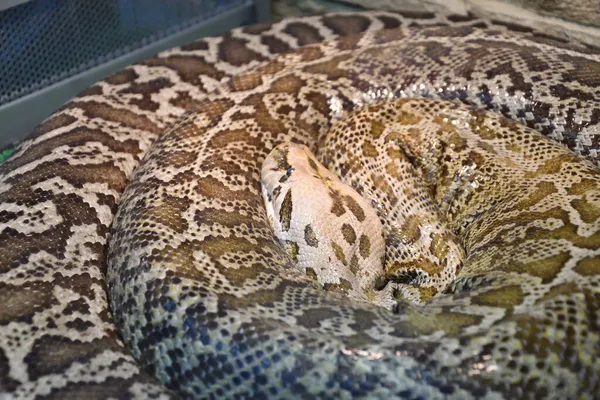 Τίγρης Πύθωνας Latin Python Molurus Είναι Ένα Μεγάλο Δηλητηριώδες Φίδι — Φωτογραφία Αρχείου