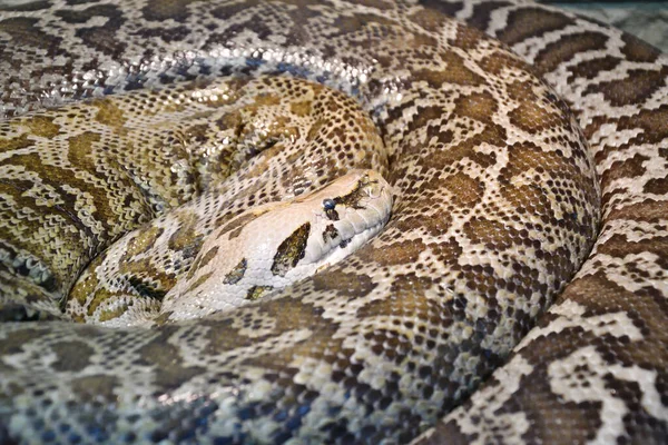 Kaplan Pitonu Latince Python Molurus Pitongiller Felidae Familyasından Bir Yılan — Stok fotoğraf