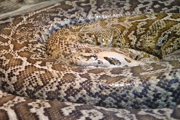 타이거 비단뱀 Tiger Python Latin Python Molurus 미용실에 뱀이다 — 스톡 사진