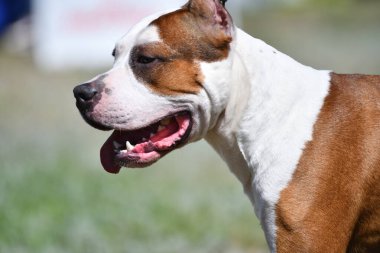 Gündüz vakti Pitbull köpeği. 