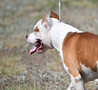 Gündüz vakti Pitbull köpeği. 