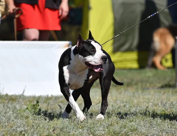 Pitbull Pes Létě Během Dne — Stock fotografie