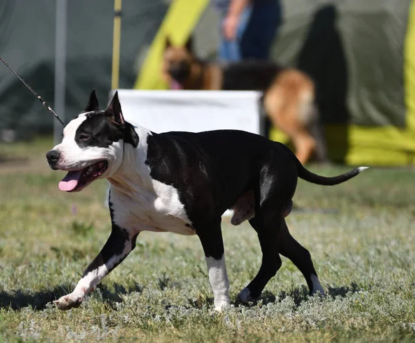 Pit Bull Kutya Nyáron Nap Folyamán — Stock Fotó