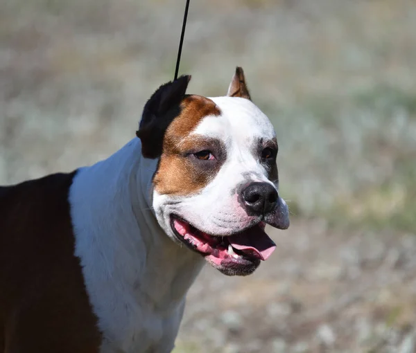 Pitbull Hond Zomer Tijdens Dag — Stockfoto