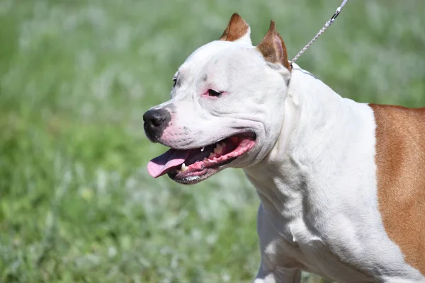 Gündüz vakti Pitbull köpeği. 