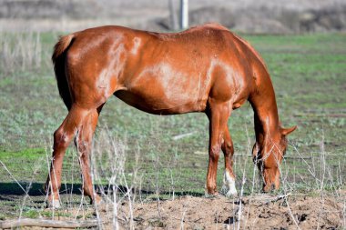 Baharın başlarında atlar çiftlikte otlar. 