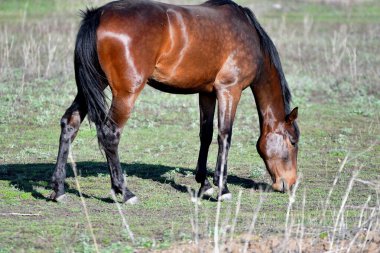 Baharın başlarında atlar çiftlikte otlar. 