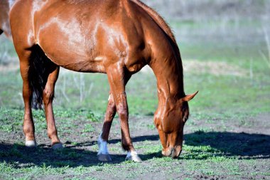 Baharın başlarında atlar çiftlikte otlar. 