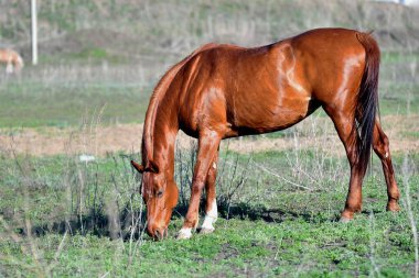 Baharın başlarında atlar çiftlikte otlar. 