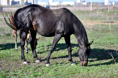 Baharın başlarında atlar çiftlikte otlar. 