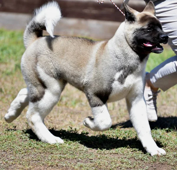 Pes Plemeno Americká Akita Procházce Létě — Stock fotografie
