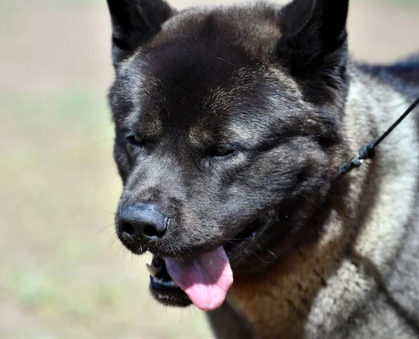 Raça Cão Akita Americana Passeio Verão — Fotografia de Stock