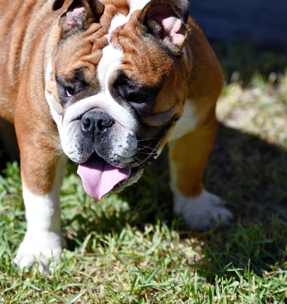 Kutya Tenyészt Amerikai Bulldog Egy Séta Egy Nyári Napon — Stock Fotó