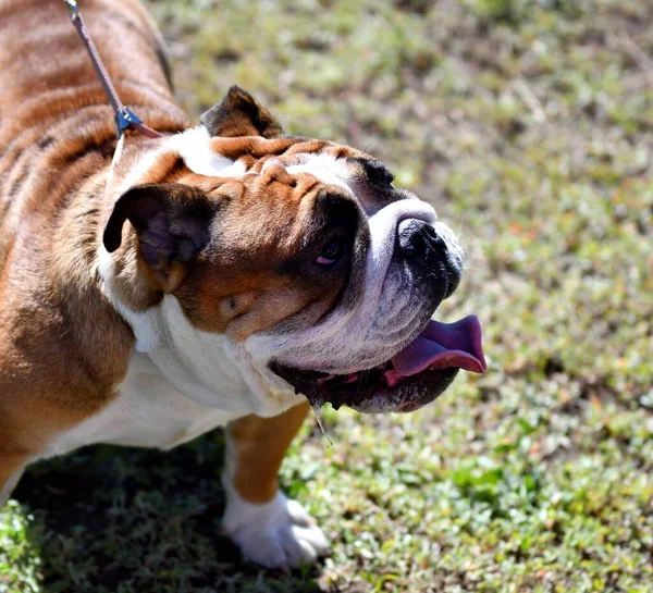 Kutya Tenyészt Amerikai Bulldog Egy Séta Egy Nyári Napon — Stock Fotó