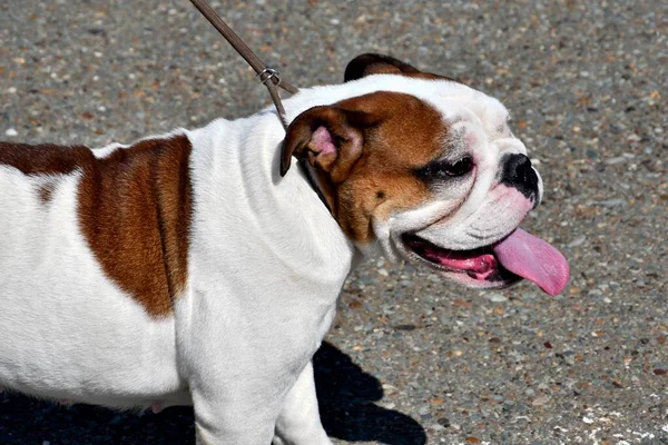 Dog English Bulldog Breed Bull Dog Walk Summer Day — 图库照片